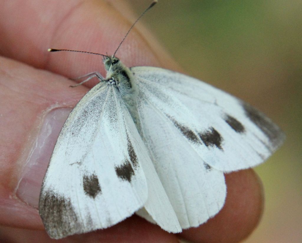 Pieris mannii? No, Pieris napi